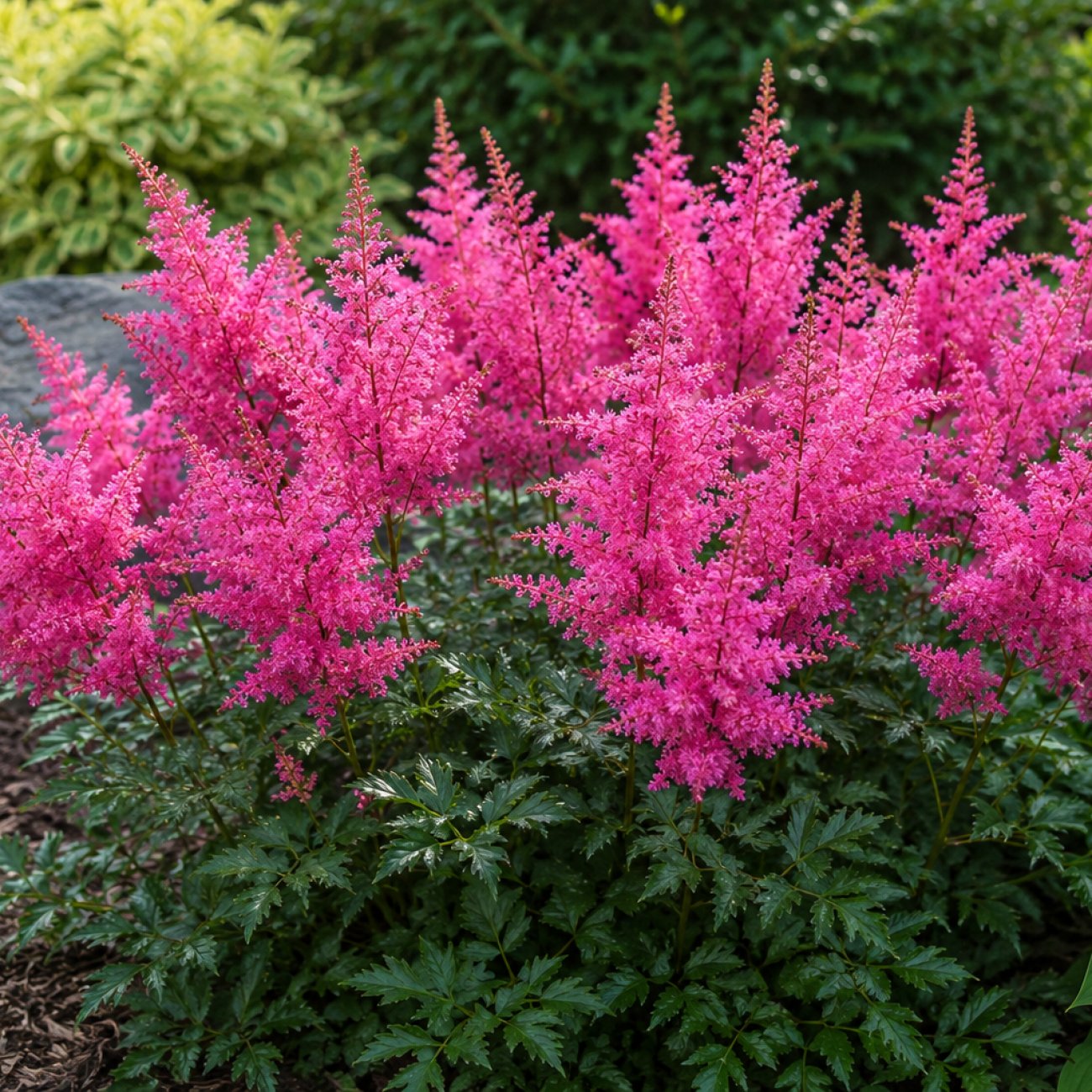 Obrázok Astilba Arendsova (Astilbe arendsii) ‘MAGGIE DALEY’ - kont. C2L